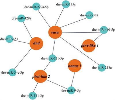 Identification and expression analysis of sex biased miRNAs in chinese hook snout carp Opsariichthys bidens